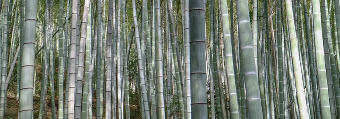 Papier Peint photo Bambou bambou dans la forêt chinoise
