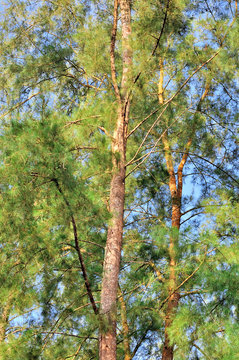 Pine tree, low angle view