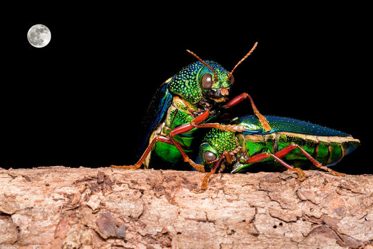 Sternocera Imagens – Procure 187 fotos, vetores e vídeos | Adobe Stock
