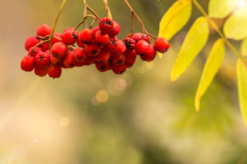 Rowan berriesin in autumn park.