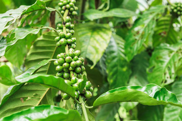Green coffee beans growing on the  branch