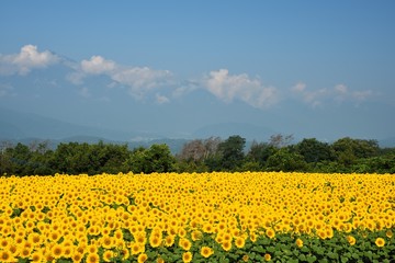 明野のひまわり畑