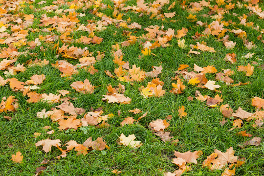 Yellow and brown maple leaves on green grass
