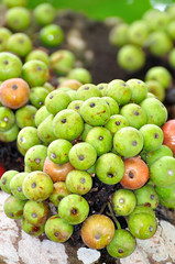 Moraceae. Fig ripe. selective focus, soft focus and shallow depth of fields - DOF