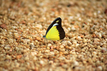 Butterfly at the Beach