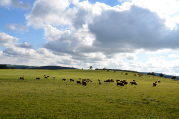 Rinderherde in der Rhön