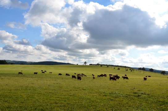 Rinderherde in der Rh&ouml;n