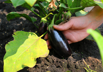 Obraz premium Female hand harvest of fresh eggplant. eggplant cultivation