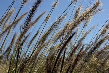 Fototapeta premium Wild grasses