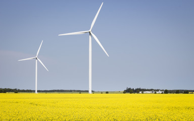 horizontal image of two white very tall wind turbines sitting in a canola field in the summer time with copy space for text.