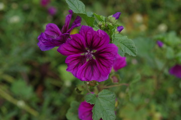 Fototapeta premium Wilde Malve