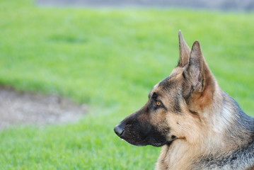 Police canine
