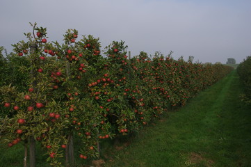 Fototapeta na wymiar Apfelbaumplantage im alten Land