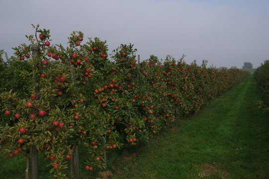 Apfelbaumplantage im alten Land