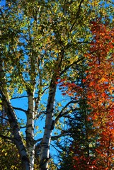  Colorful birch tree