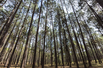 Fototapeta premium the pine tree 4