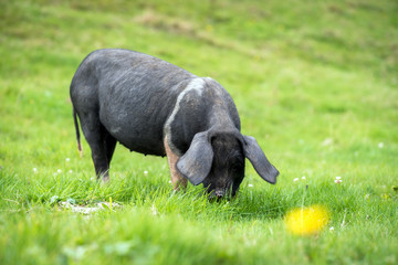 Young pig on a green grass