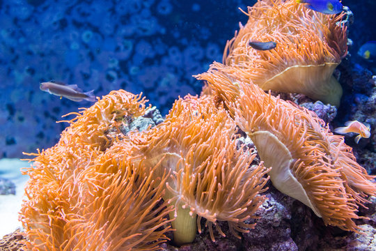 underwater colored actinia in aquarium