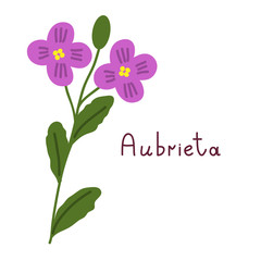 Isolated aubrieta plant
