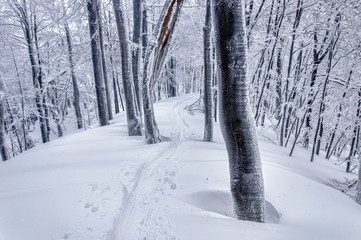 Ski track in mysterious snowy forest