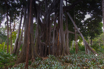 Ogród botaniczny na wyspie Teneryfa