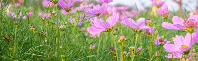 Obraz na płótnie Canvas Pink cosmos flower fields lined from front to back in evening time with sun light