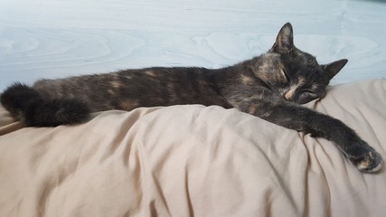 Sieste de chat