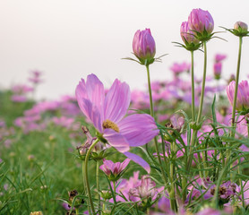 Fototapeta premium Cosmos flower fields in evening time with sun light