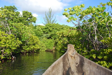 Mangrove en pirogue - 123819120