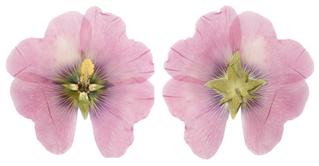 Dried pink mallow flower ( alcea rosea)  front and back, isolate