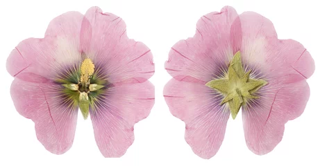 Tuinposter Bloemen Dried pink mallow flower ( alcea rosea)  front and back, isolate