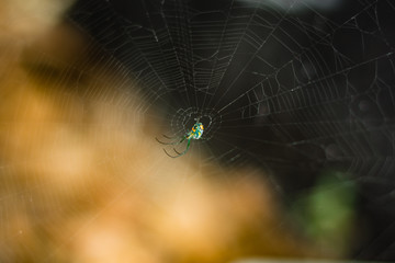 Blackwidow