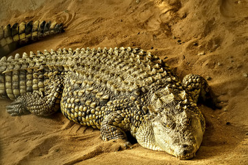 Crocodile on the sand