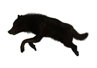 3D Rendering Black Wolf on White