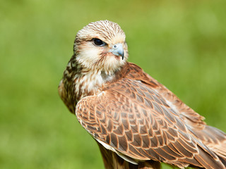 Female American Kestrel