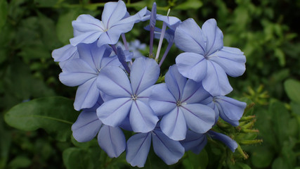 flower blue