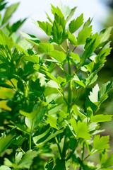 Lovage plant bunch