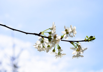 Cherry blossom branch