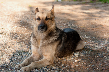 A stray dog walks on the beach, brown black color.