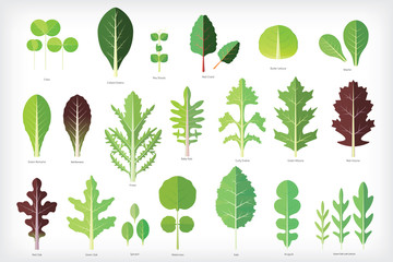 Set of salad greens vector. Leafy vegetables