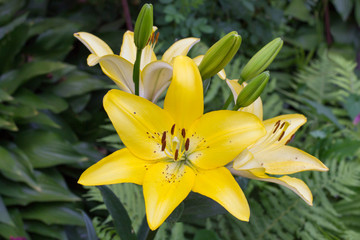 yellow lily