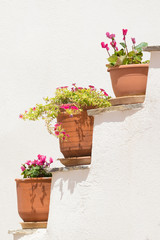 Fototapeta na wymiar Three pots with flowers against a white wall. 
