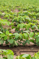 Green ripening soybean field, agricultural landscape