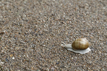 snail