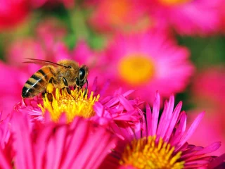 Fotobehang Bee in red © Pixelmixel