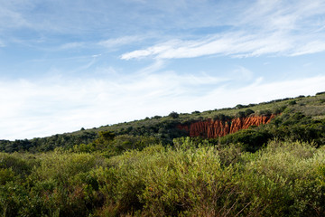 Naklejka premium Green grass with soil erosion The Addo Elephant National Park