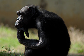chimpanzee 