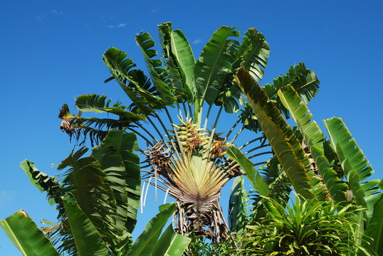 Arbre du voyageur, Madagascar