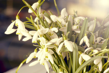 Obraz premium the sun on the window sill delicate bouquet in glass vase