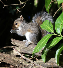 Naklejka na ściany i meble Close up of a baby Grey Squirrel catching the low autumn sun
